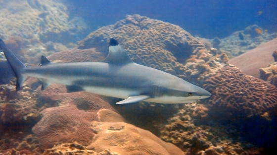 Rubbish in the ocean