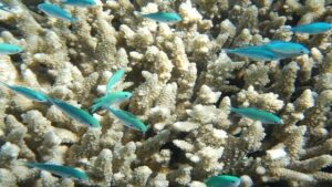 What Does Pollution Do To The Great Barrier Reef coral