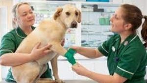 vet recycling