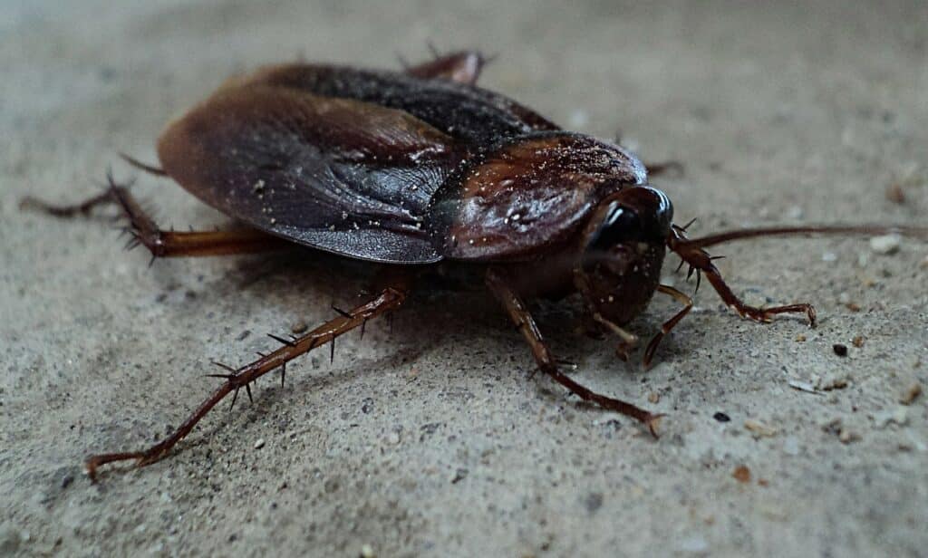 China using cockroaches for food waste