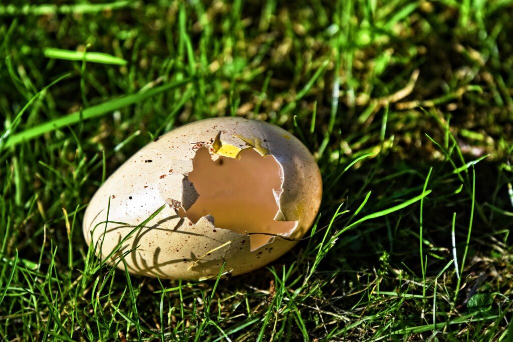 are egg shells recyclable?