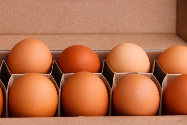 egg carton