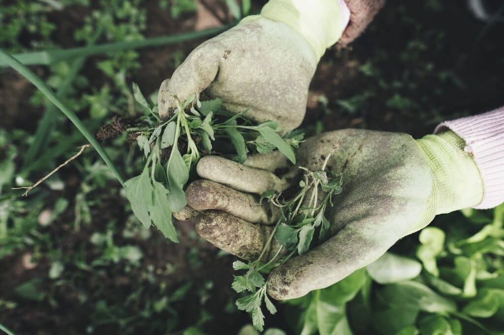 where to dispose of fertiliser for free