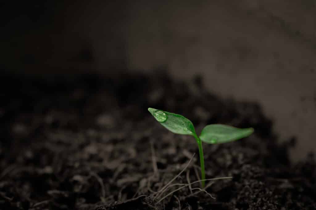 sustainable gardening