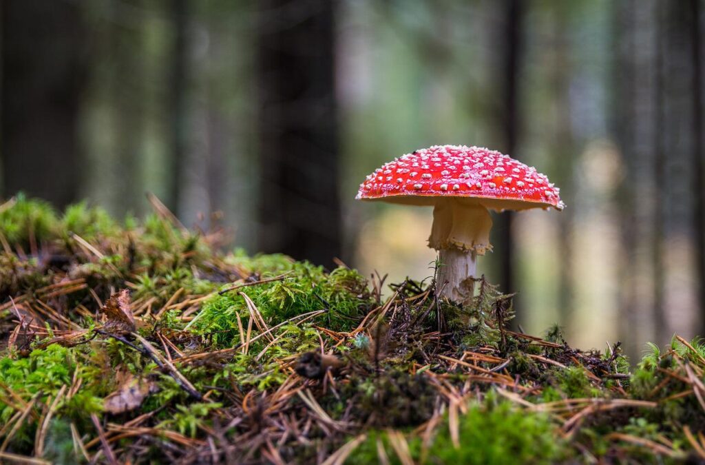 mushroom packaging: a picture of a mushroom