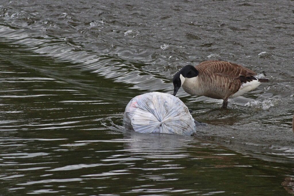 action on plastic pollution in australia