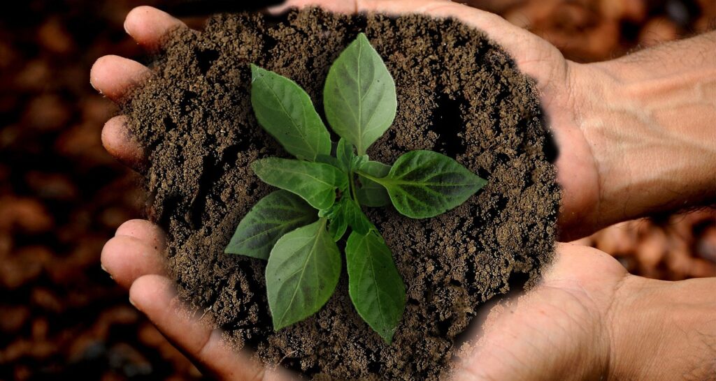 going plastic-free on a budget - a picture of a budding plant on a person's hand