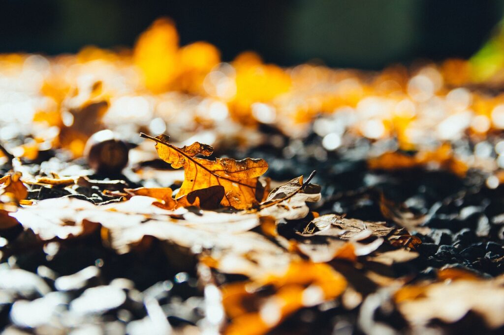 make paper from leaves - fallen leaves