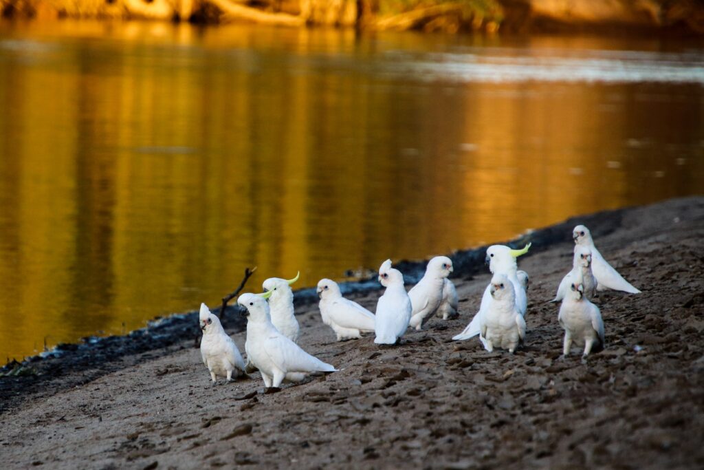 wagga wagga waste disposal featured image - cockatoos