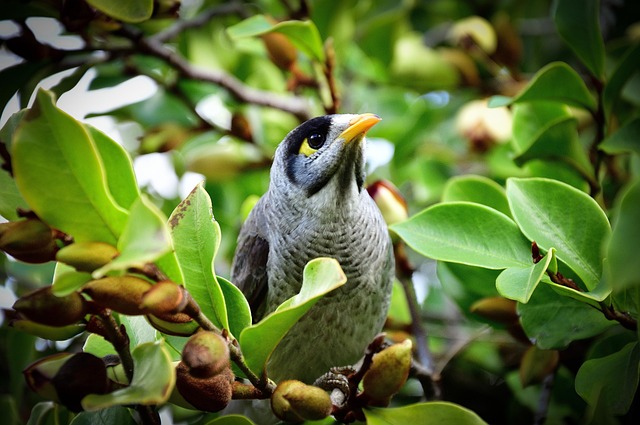 toowoomba waste management featured image a bird in toowoomba