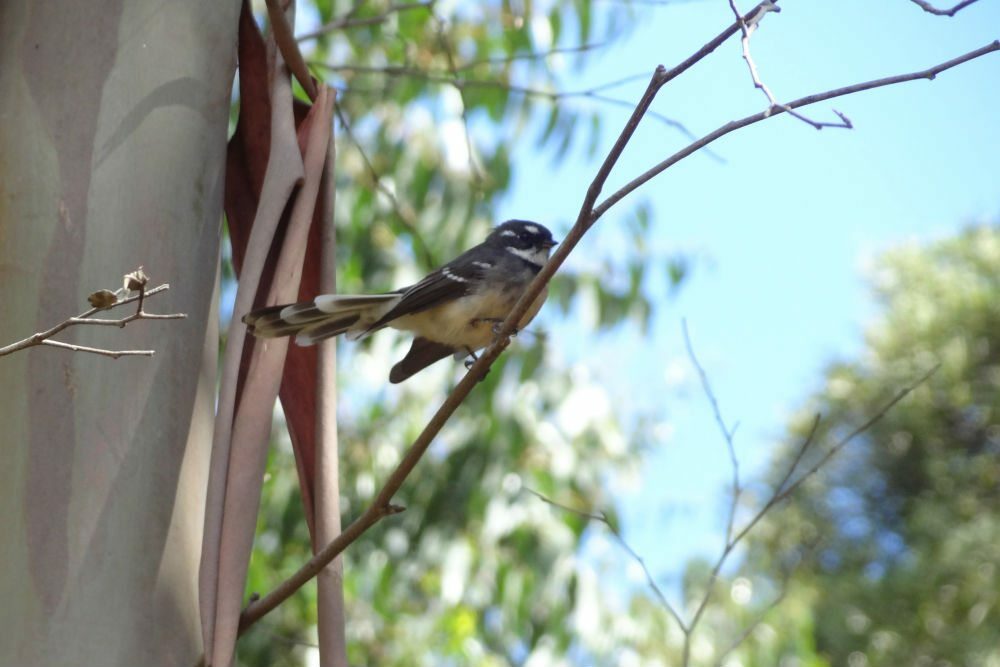 Grey-Fantail-1-large